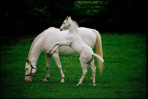 2d4f1374f5ecae0a5c7404-16348313-images-thumbs&n=13.jpg