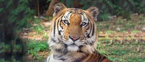 474c94dbae698eb2f13804-11596005-images-thumbs&n=13.jpg