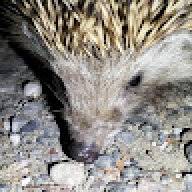 ghurtey