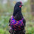 LordChicken